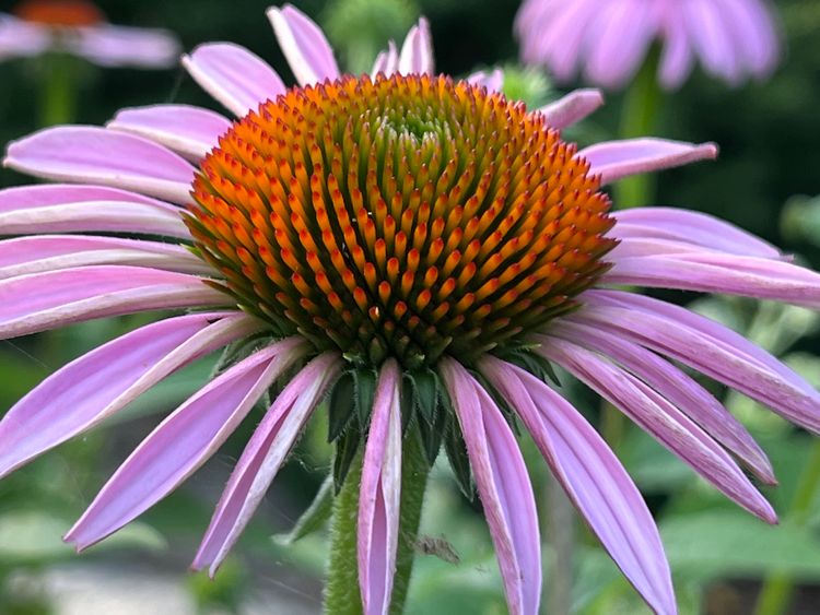 Cornflower at The Gateway Garden