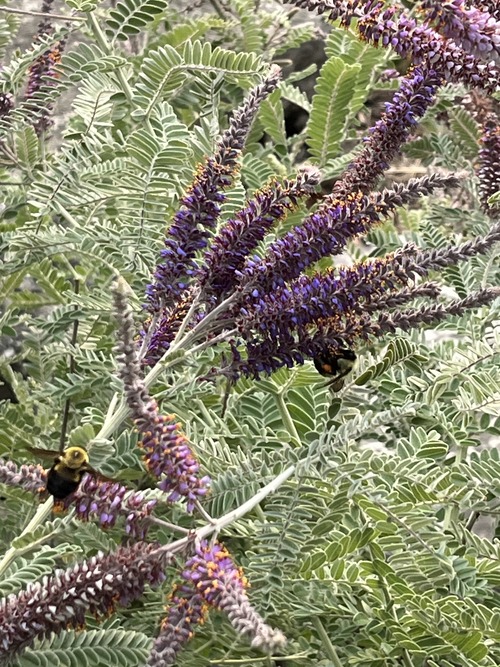 Flowers at The Gateway Garden in June 2023 Picture 3