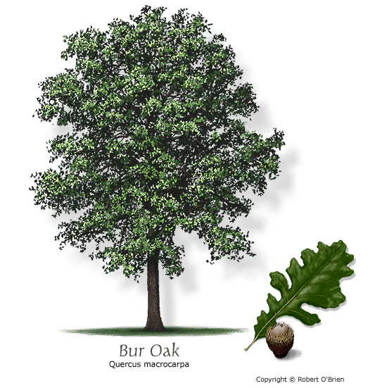 Bur Oak Tree