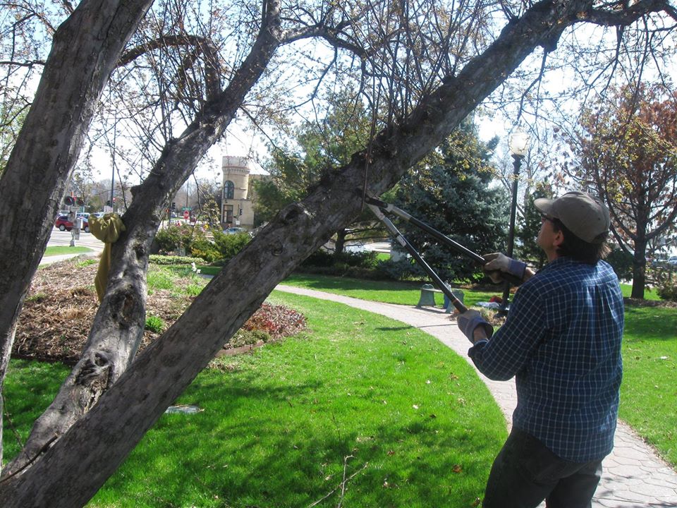 Pruning trees